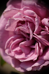 Obraz premium Close-up of beautiful purple rose flower at homegarden.