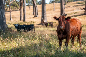 Beef cows and calves grazing on grass on a beef cattle farm in  Australia. breeds include murray...