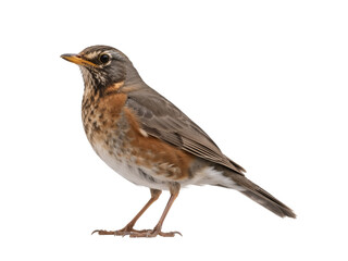 Obraz premium Robin – Vibrant Red-Breasted Songbird, Majestic Wildlife Icon, Isolated On White Transparent Background PNG Object Cut Out Social Media Advertisement Banner Label Poster Download