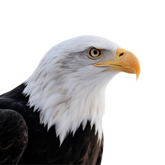Obraz premium Bald Eagle – Powerful National Bird, Symbol of Strength and Freedom, Isolated On White Transparent Background PNG Object Cut Out Social Media Advertisement Banner Label Poster Download