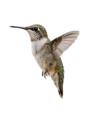 Obraz premium Hummingbird – Vibrant Green and Brown Winged Bird, Hovering Wildlife Marvel, Isolated On White Transparent Background PNG Object Cut Out Social Media Advertisement Banner Label Poster Download
