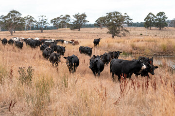 Stud beef cows in a field on a farm in England. English cattle in a meadow grazing on pasture in springtime. Green grass growing in a paddock on a sustainable agricultural ranch.