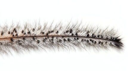 Fototapeta premium Detailed Close-up of Ostrich Feather on White Background for Texture