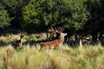 Red deer, Male roaring in La Pampa, Argentina, Parque Luro, Nature Reserve