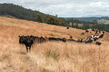 Beef cows and calves grazing on grass on a beef cattle farm in  Australia. breeds include murray...