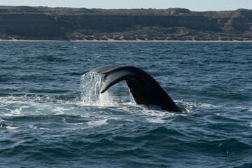 Obraz premium Sohutern right whale tail,Peninsula Valdes, Chubut, Patagonia,Argentina