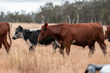Stud beef cows in a field on a farm in England. English cattle in a meadow grazing on pasture in springtime. Green grass growing in a paddock on a sustainable agricultural ranch.