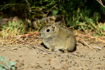 Desert Cavi, Lihue Calel National Park, La Pampa Province, Patagonia , Argentina