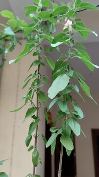 Tulasi plant