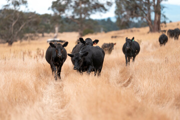 Stud beef cows in a field on a farm in England. English cattle in a meadow grazing on pasture in...
