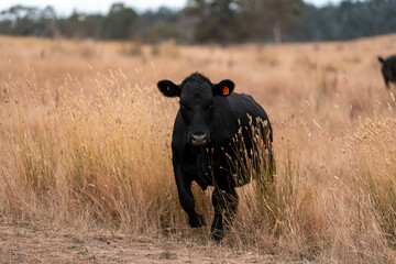 Stud beef cows in a field on a farm in England. English cattle in a meadow grazing on pasture in...