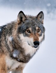 Majestic wolf standing in snowfall, winter wildlife portrait