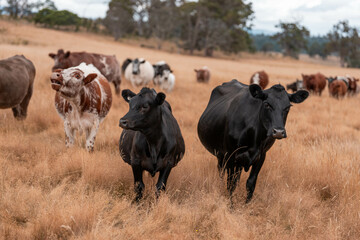 Stud beef cows in a field on a farm in England. English cattle in a meadow grazing on pasture in...