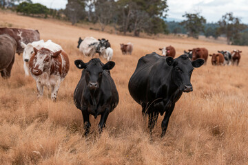 Stud beef cows in a field on a farm in England. English cattle in a meadow grazing on pasture in springtime. Green grass growing in a paddock on a sustainable agricultural ranch.