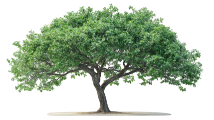 A large, healthy tree with thick branches and vibrant green foliage is shown against a dark background, highlighting the tree's full form and lush growth.