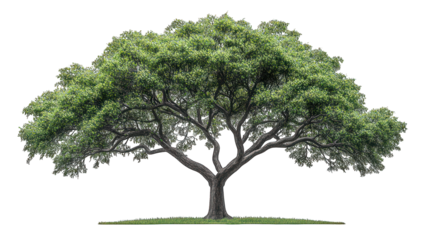 A solitary, mature oak tree with a dense canopy is featured against a solid dark backdrop.