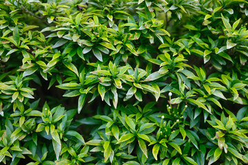 Vivid green leaves adorn this dense bush, showcasing natural beauty and healthy growth, perfect for nature and garden projects.