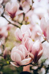 Beautiful Light Pink Magnolia Tree with Blooming Flowers during Springtime in English Garden, UK. Spring floral background