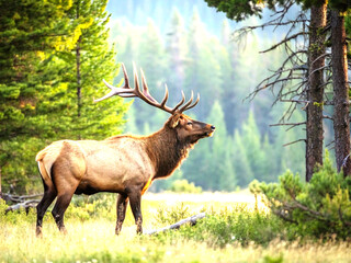 Fototapeta premium Majestic Bull Elk in Forest Meadow at Sunrise – Wildlife in Natural Habitat