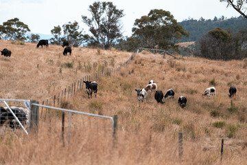 Obraz premium Stud beef cows in a field on a farm in England. English cattle in a meadow grazing on pasture in springtime. Green grass growing in a paddock on a sustainable agricultural ranch.