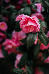 Beautiful Pink Evergreen Camellia Tree with Blooming Flowers during Springtime in English Garden, UK. Spring floral background