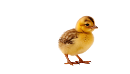 Easter chick isolated on transparent background,chick, animal, fluffy, baby, bird, easter, cute, egg, small, yellow, farm, colourful, feather, friends, innocence,7