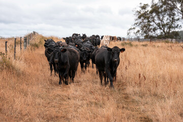 Stud beef cows in a field on a farm in England. English cattle in a meadow grazing on pasture in springtime. Green grass growing in a paddock on a sustainable agricultural ranch.