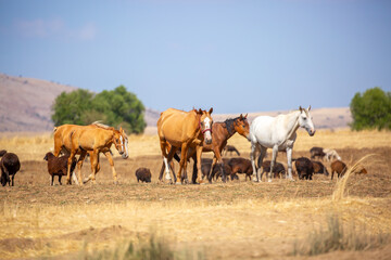 A herd of horses graze in the meadow in summer, eat grass, walk and frolic. Pregnant horses and foals, livestock breeding concept.