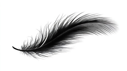 Obraz premium Elegant black feather texture isolated on white background for graphic design and artistic projects