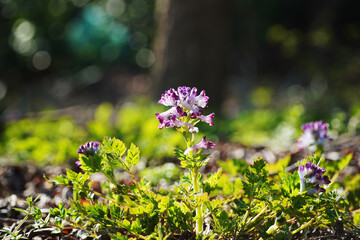 purple flowers in the garden
