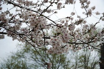 cherry blossom in spring