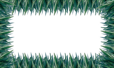 Frame Green grass isolated on white Transparent Background