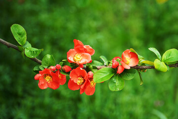 red flower and green leaves