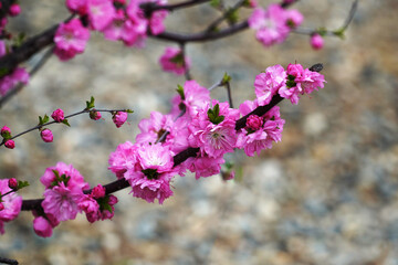 pink flowers on a tree