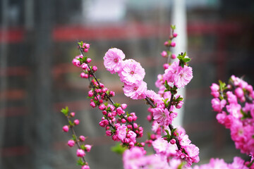 pink flowers on a tree