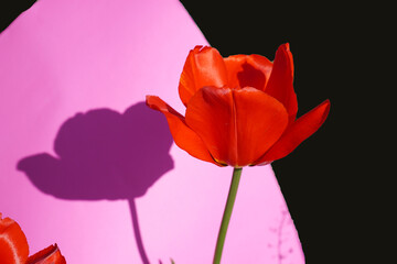 pink tulips on blue background