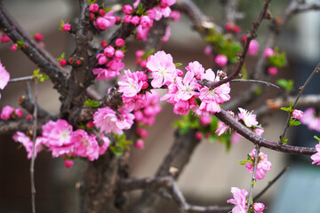 pink flowers on a tree