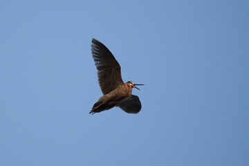 Eurasian woodcock (Scolopax rusticola) flying in the sky in spring.