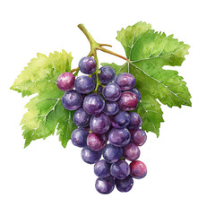 Fototapeta premium bunch of grapes isolated on white