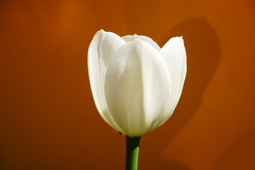 white tulip on black background