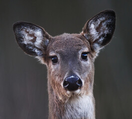White-tailed deer (Odocoileus virginianus) female closeup in spring.