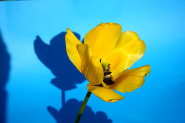 yellow and blue