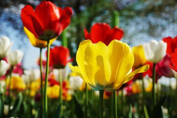 red and yellow tulips