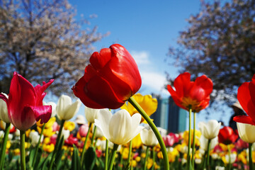 red and yellow tulips