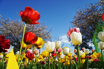 red and yellow tulips
