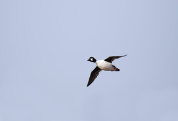 Common goldeneye (Bucephala clangula) male flying in the sky.