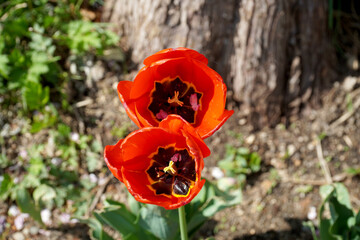 red poppy flower