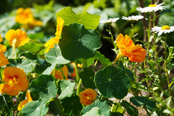 yellow flowers in the garden