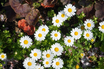 flowers in the garden