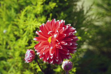 red dahlia flower